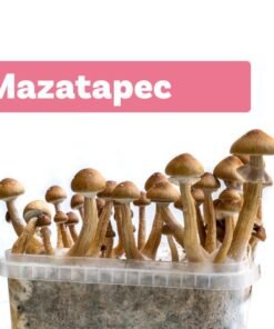 GROW KIT MAZATAPEC