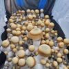 Magic Mushroom Grow Kits Canada