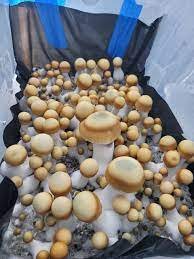 Magic Mushroom Grow Kits Canada